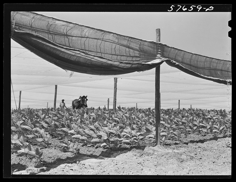 Cultivating shade tobacco covered by "fields" of cheesecloth to protect it from the sun. Near Hartford, Connecticut. Sourced…