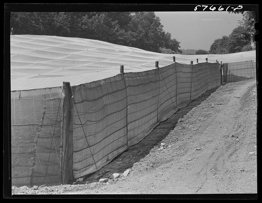 Shade tobacco covered by "fields" of cheesecloth to protect it from the sun and some insects. Near Hartford, Connecticut.…