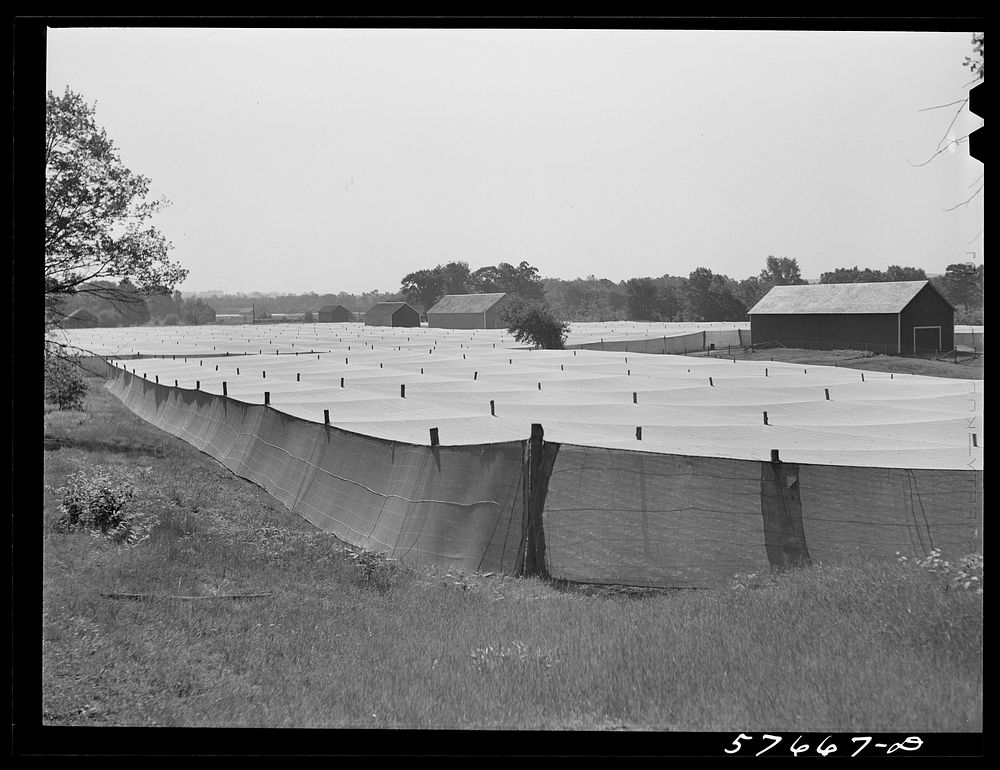 [Untitled photo, possibly related to: Shade tobacco covered by "fields" of cheesecloth to protect it from the sun and some…
