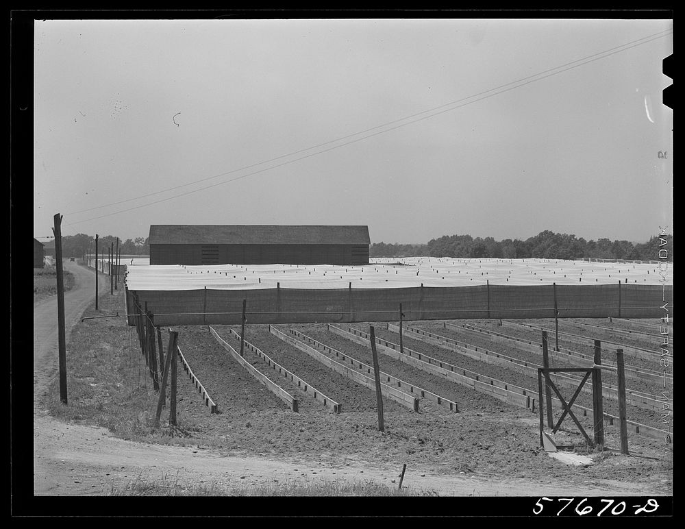 Shade tobacco covered by "fields" of cheesecloth to protect it from the sun and some insects. Near Hartford, Connecticut.…