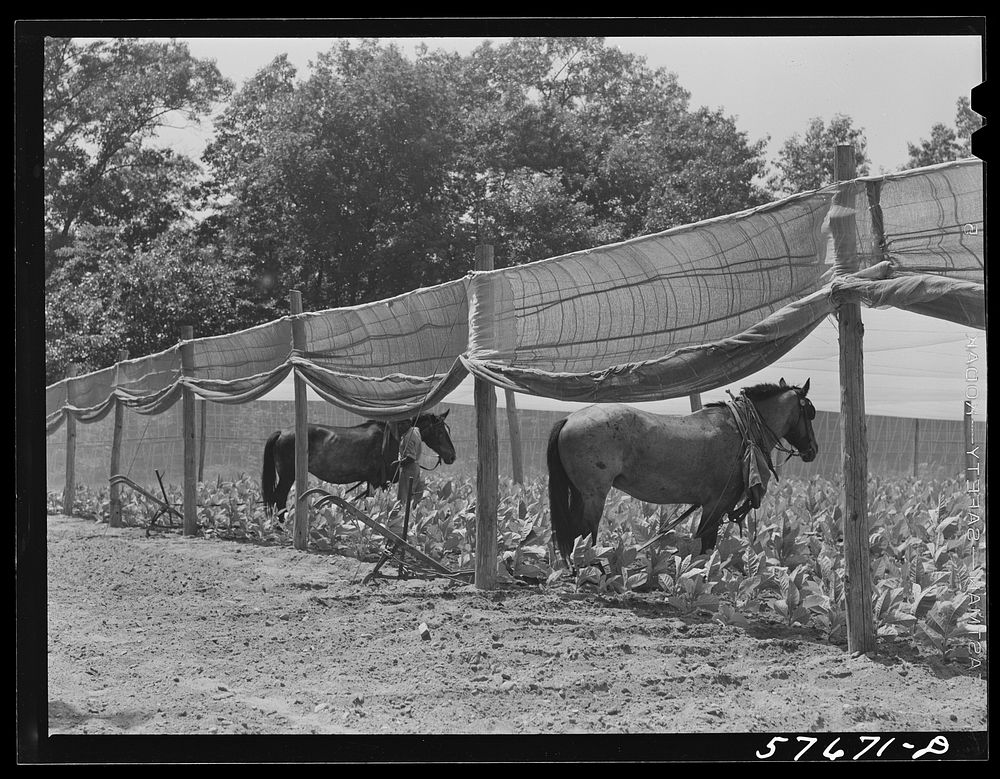 Cultivating shade tobacco covered by "fields" of cheesecloth to protect it from the sun. Near Hartford, Connecticut. Sourced…