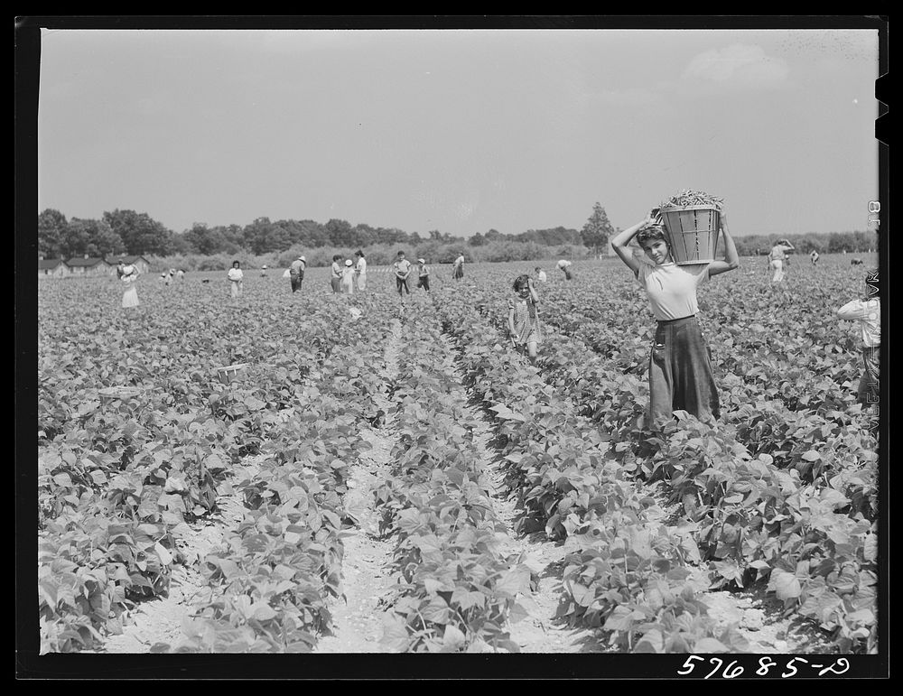 Day laborers to pick stringbeans are bought by trucks from nearby towns. Some even come in their own cars from Philadelphia…