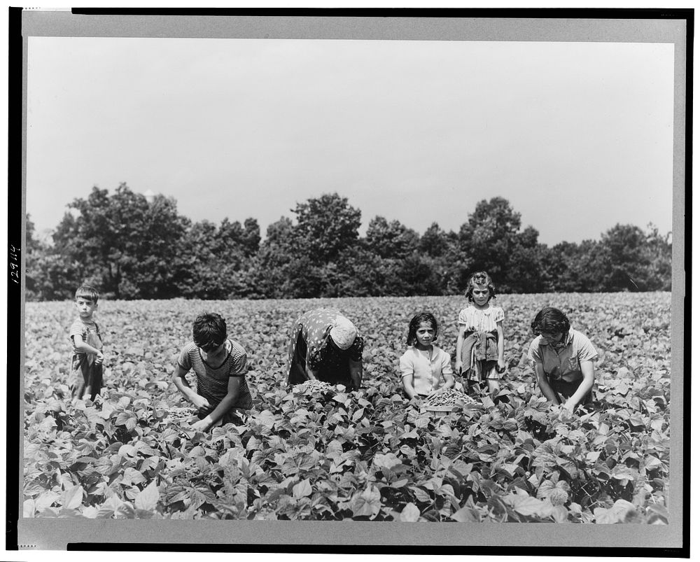 Family of Italians who came from nearby towns to pick beans as day laborers on Seabrook Farms. Bridgeton, New Jersey.…