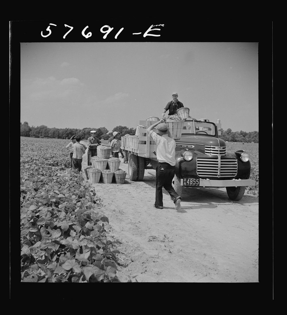 Loading truck with beans picked by day laborers from nearby towns. The truck takes them to the Birdseye freezing plant.…