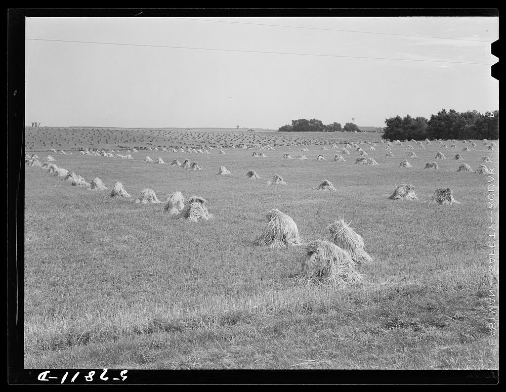 Stacks of wheat which has been harvested with a binder and is ready for threshing. On farm along highway just south of…