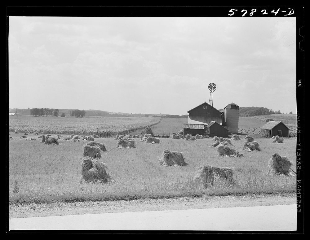 Stacks of wheat in front of barn with silo and windmill  and cornfield in left background. Near Madison, Wisconsin. Sourced…