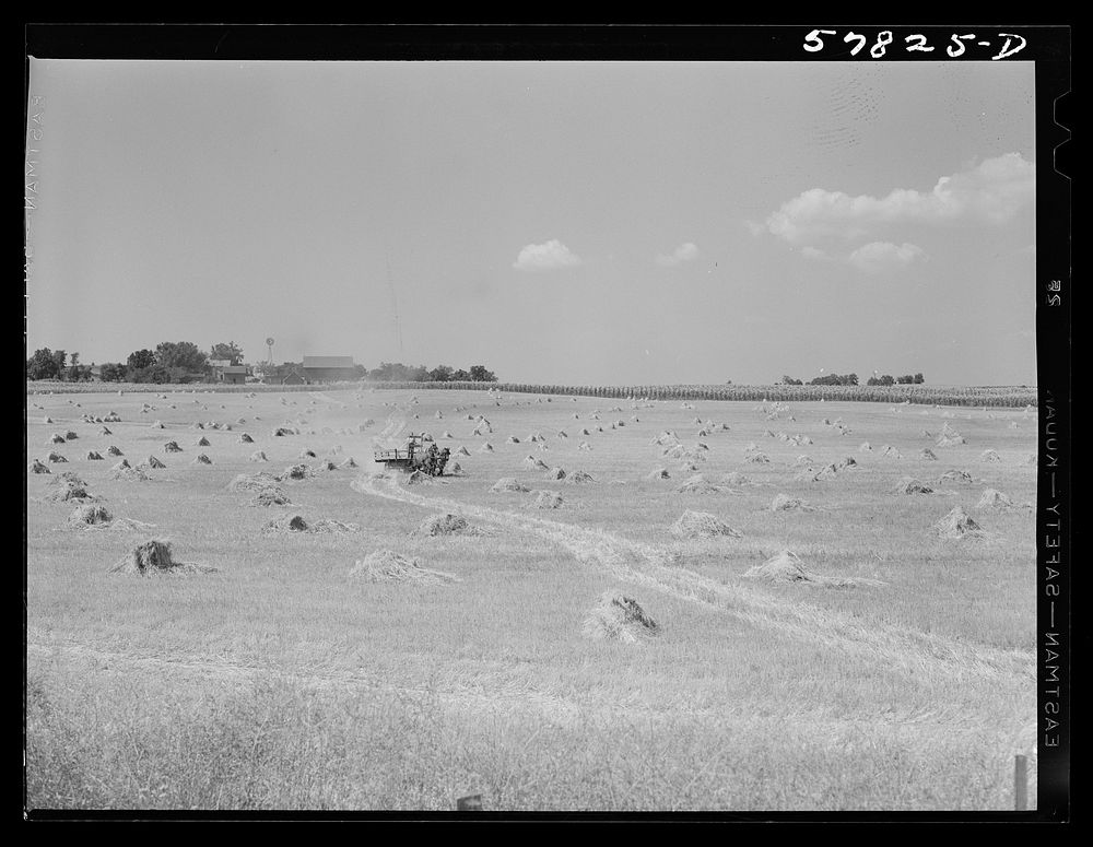 Wagons hauling wheat which has been harvested with a binder, to the barnyard for threshing on a farm near Madison…