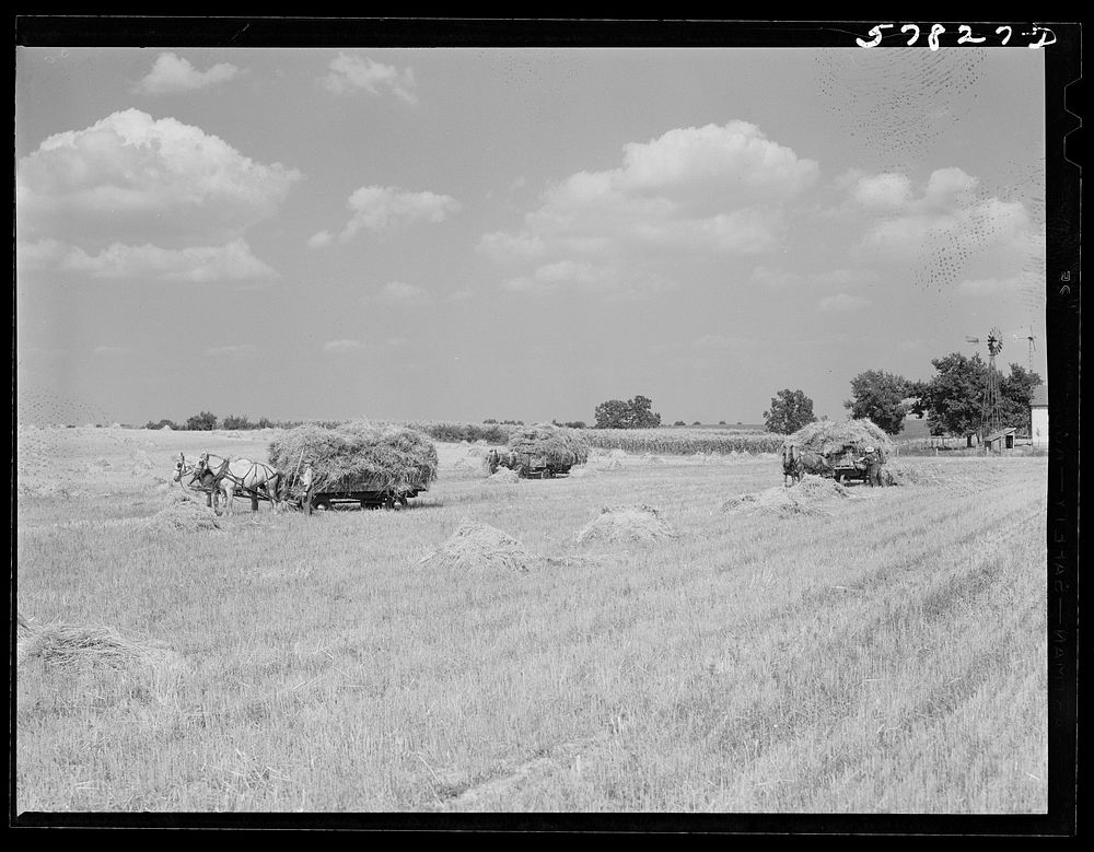 Wagons hauling wheat which has been harvested with a binder, to the barnyard for threshing on a farm near Madison…