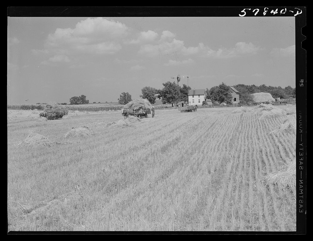 Wagons hauling wheat which has been harvested with a binder to the barnyard for threshing on a farm near Madison, Wisconsin.…