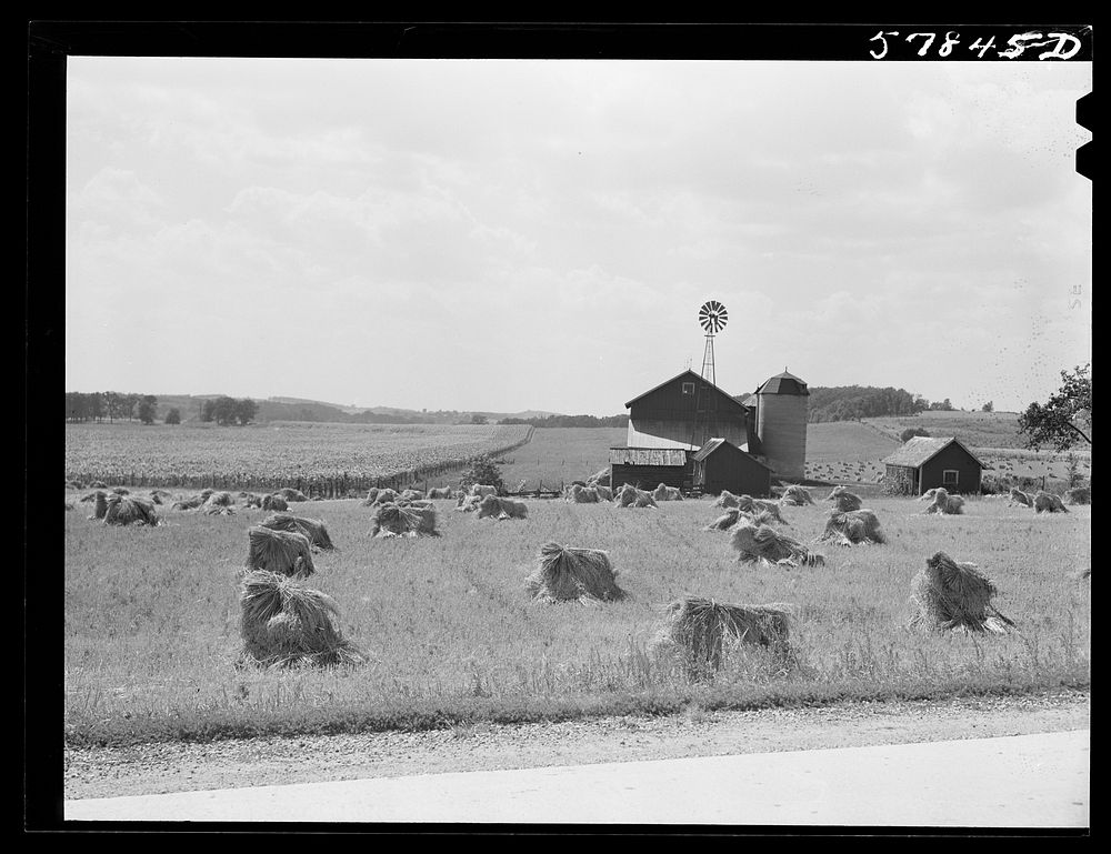 [Untitled photo, possibly related to: Stacks of wheat in front of barn with silo and windmill and cornfield in left…