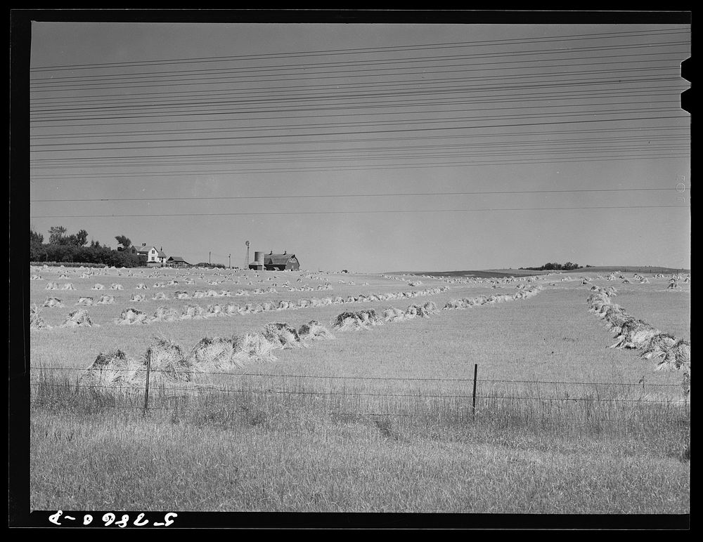 [Untitled photo, possibly related to: Stacks of wheat which has been harvested with a binder and is ready for threshing on…