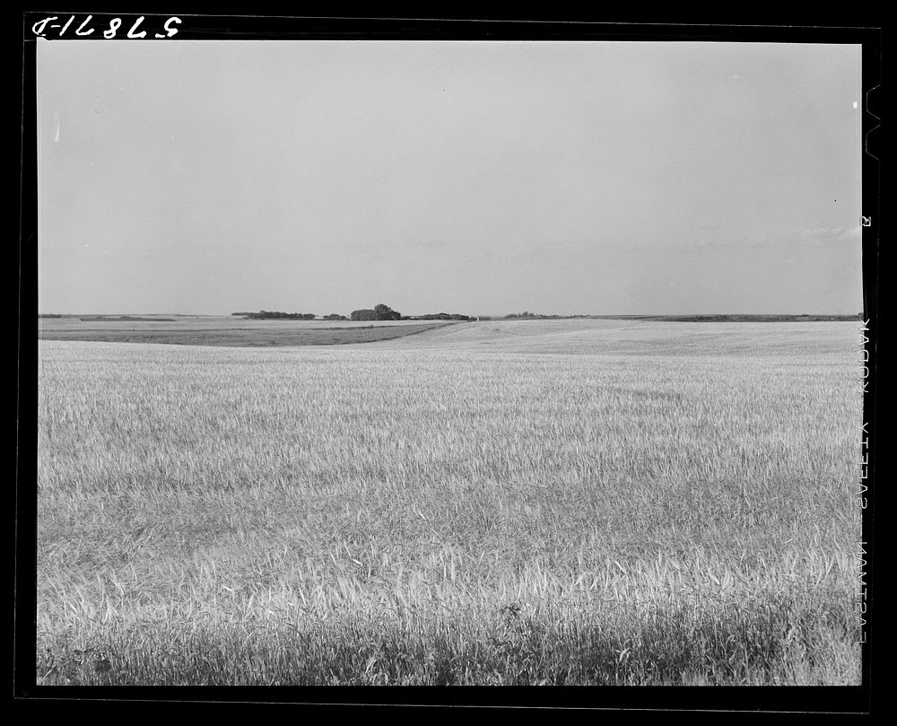 Field of wheat in Red River Valley, North Dakota. Sourced from the Library of Congress.