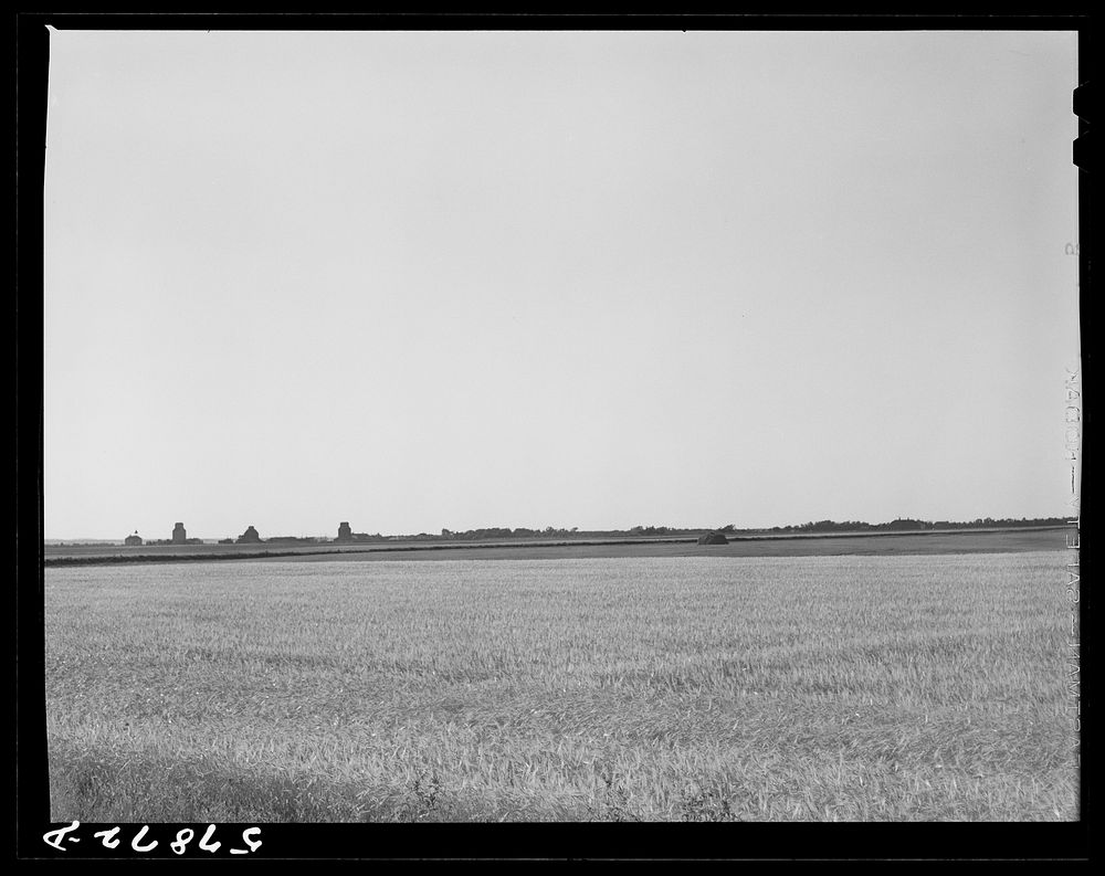 [Untitled photo, possibly related to: Field of wheat in Red River Valley, North Dakota]. Sourced from the Library of…