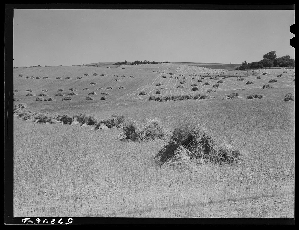 [Untitled photo, possibly related to: Stacks of wheat cut with binder and ready to be threshed with farmhouse, barn, silo…