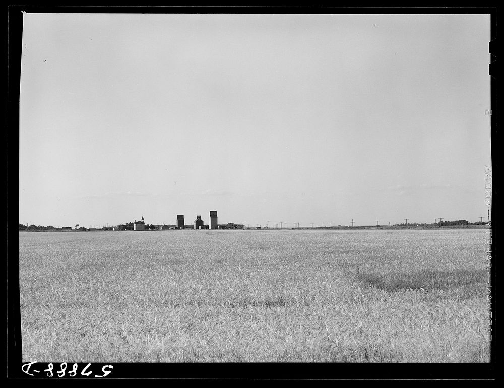 [Untitled photo, possibly related to: Field of wheat in Red River Valley, North Dakota]. Sourced from the Library of…