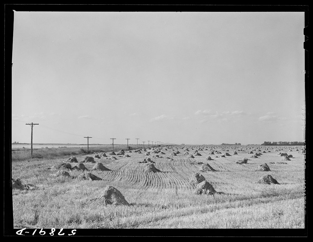 Stacks of wheat cut with binder and ready to be threshed on a farm in Red River Valley. North Dakota. Sourced from the…