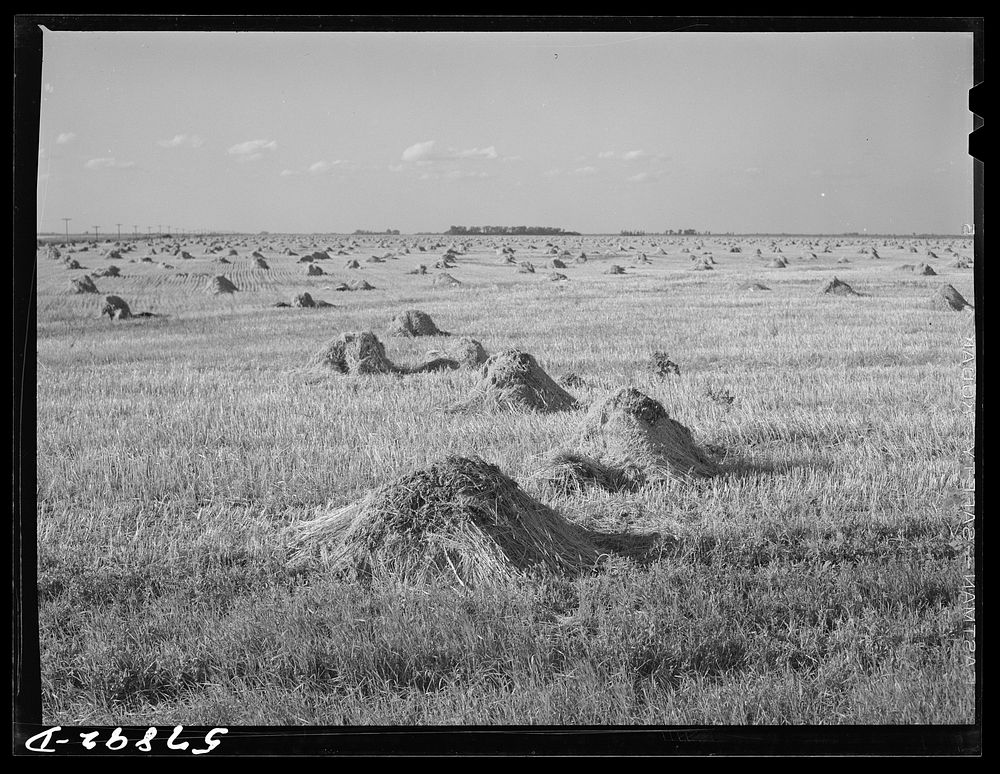 [Untitled photo, possibly related to: Stacks of wheat cut with binder and ready to be threshed on a farm in Red River…