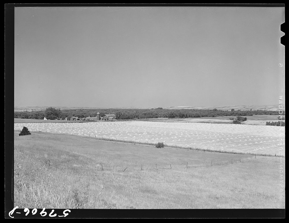 Wheat field and ranch buildings near Minot, North Dakota. Sourced from the Library of Congress.