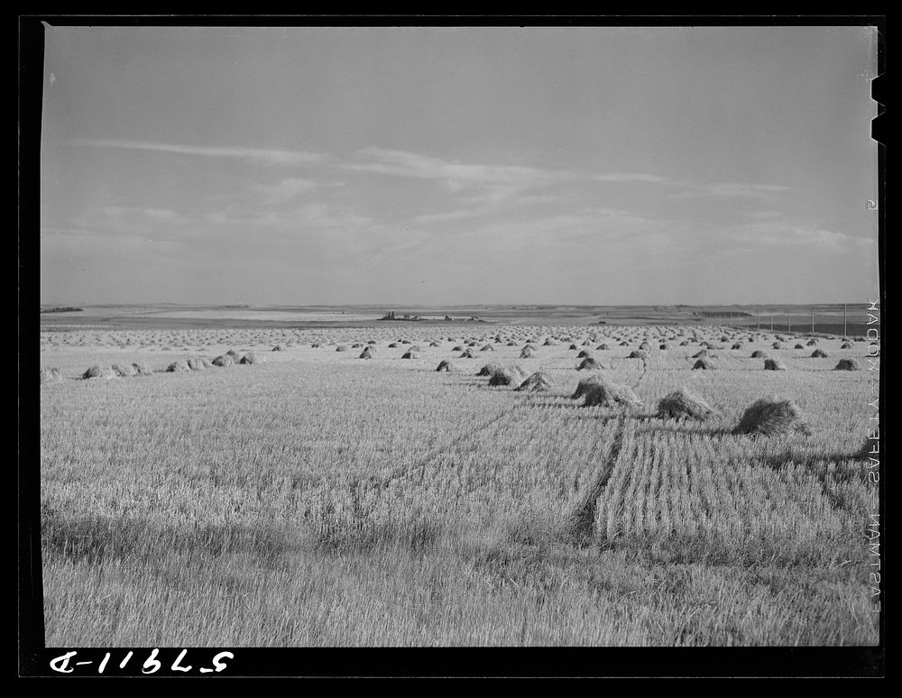 [Untitled photo, possibly related to: Stacks of wheat in field near Williston, North Dakota]. Sourced from the Library of…