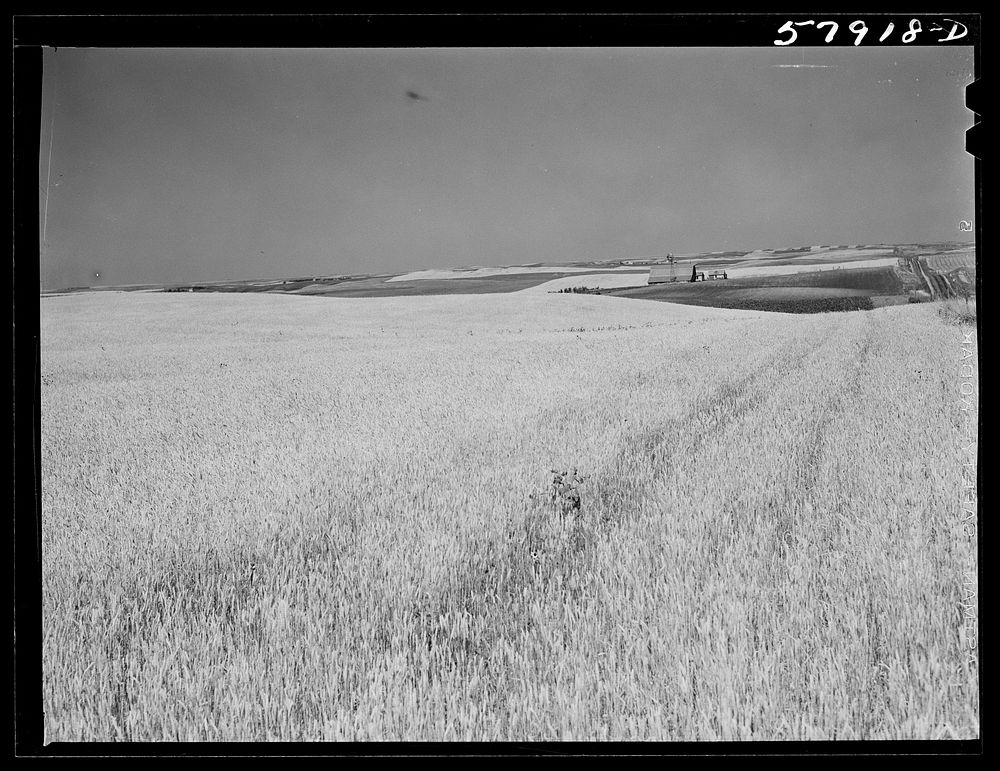 [Untitled photo, possibly related to: Wheat fields and ranch buildings near Williston, North Dakota]. Sourced from the…