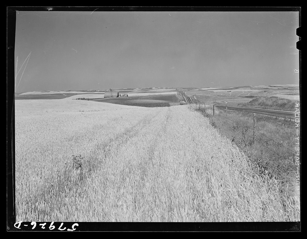 [Untitled photo, possibly related to: Wheat fields and ranch buildings near Williston, North Dakota]. Sourced from the…