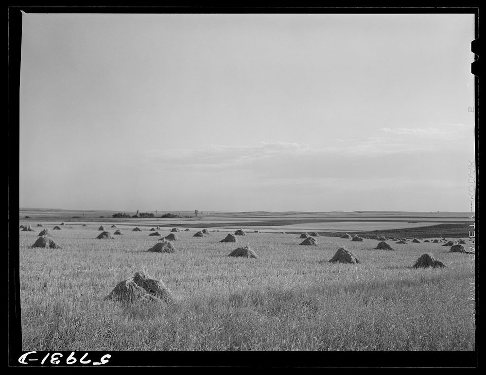[Untitled photo, possibly related to: Stacks of grain near Williston, North Dakota]. Sourced from the Library of Congress.