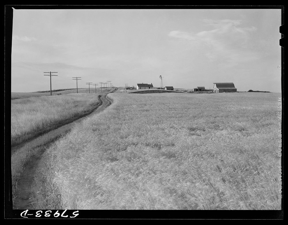 Wheat field and ranch buildings near Williston, North Dakota. Sourced from the Library of Congress.