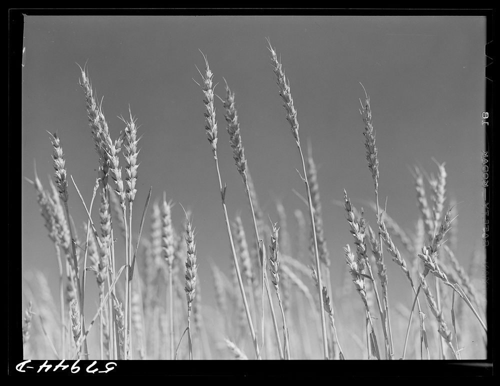 Wheat field on the Schnitzler Corporation ranch. Froid, Montana. Sourced from the Library of Congress.