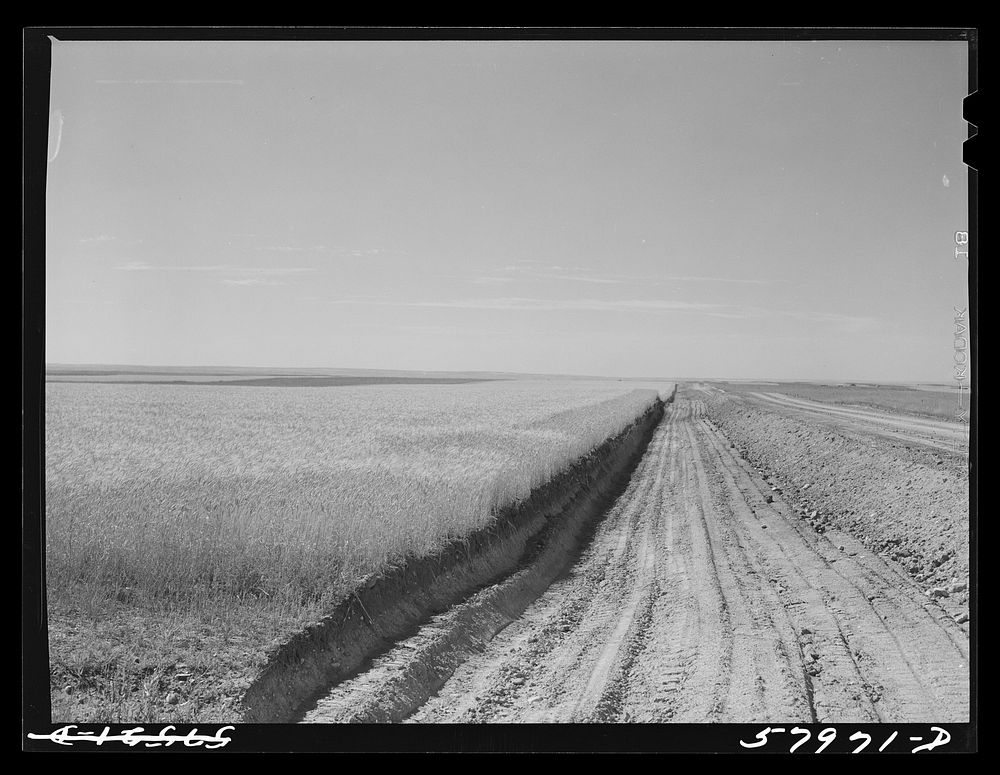 Road by wheat field through Schnitzler Corporation ranch. Froid, Montana. Sourced from the Library of Congress.