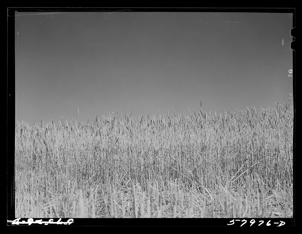 Wheat field. Froid, Montana. Sourced from the Library of Congress.