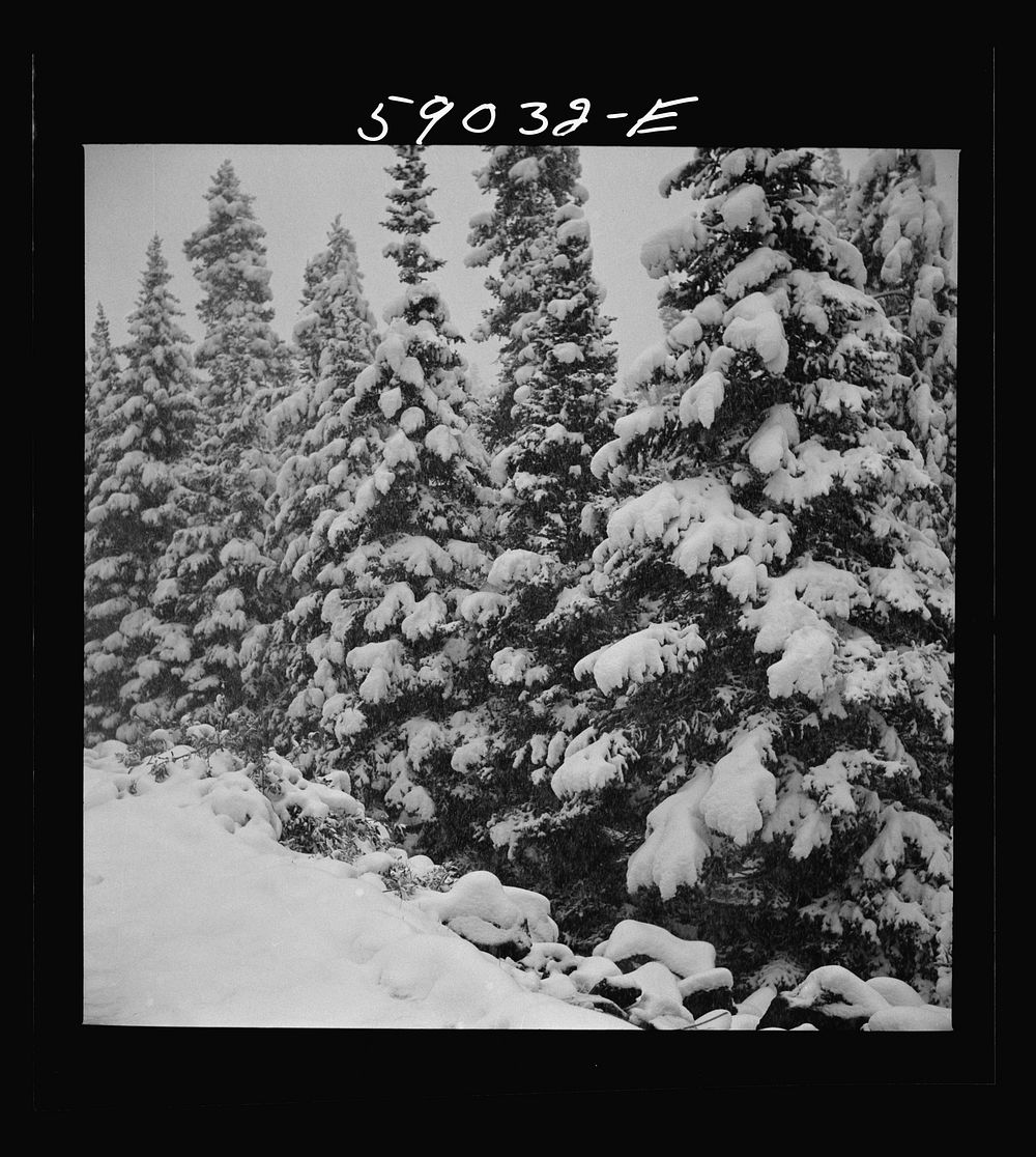 Pine trees after early fall blizzard on Independence Pass, Colorado. Sourced from the Library of Congress.