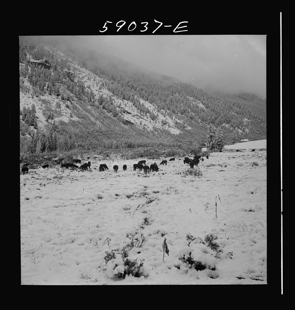 [Untitled photo, possibly related to: Cattle feeding near ranch house after early fall blizzard in the mountains near Aspen…