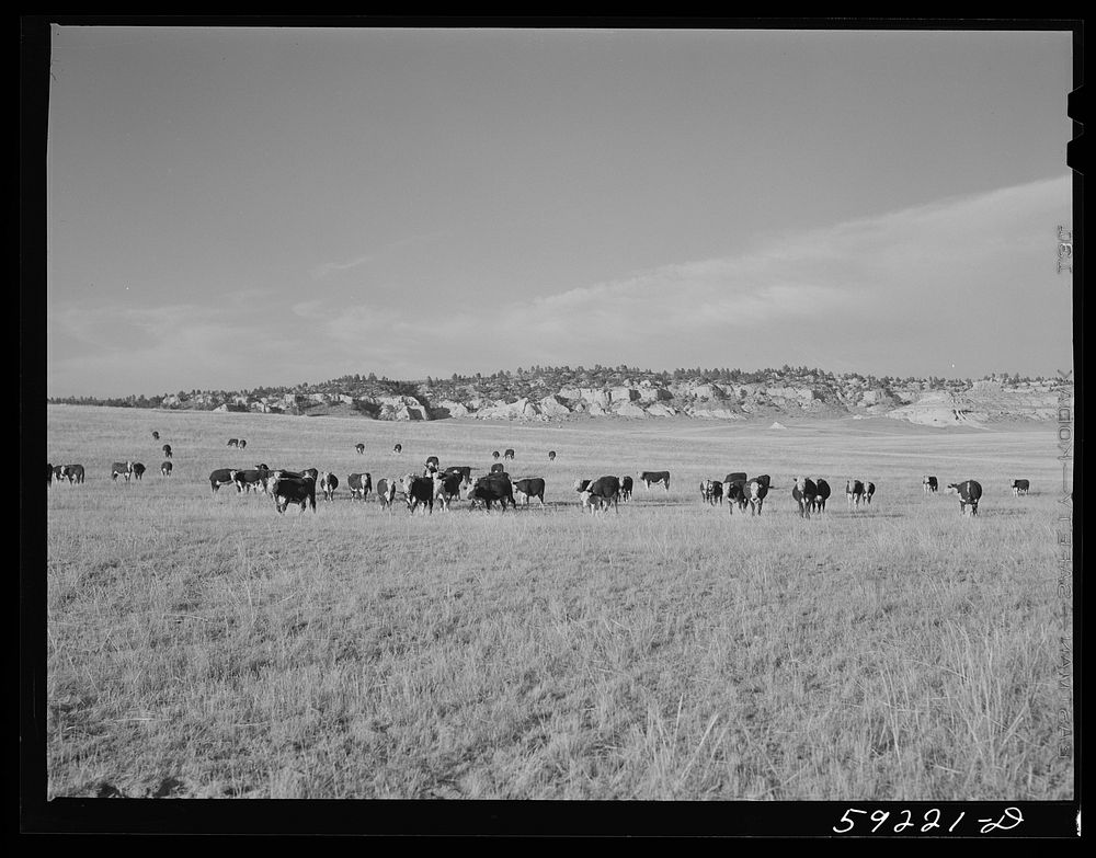 Cattle on the range. Near Buford, Wyoming. Sourced from the Library of Congress.