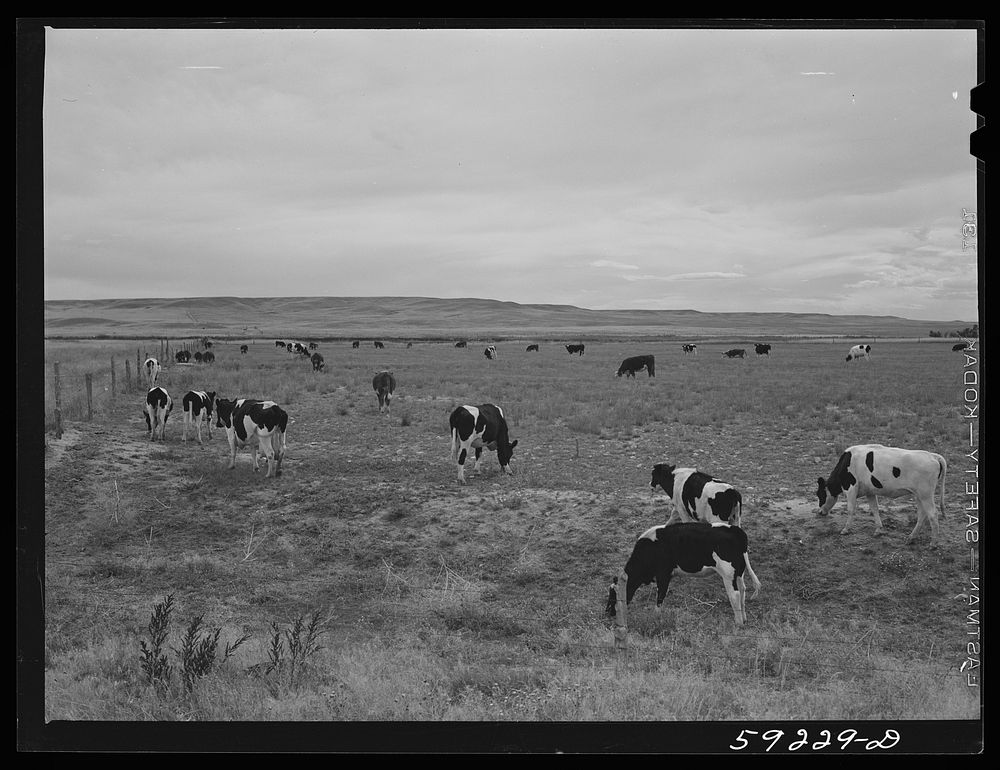 [Untitled photo, possibly related to: Dairy cows and cattle grazing. Laramie, Wyoming]. Sourced from the Library of Congress.