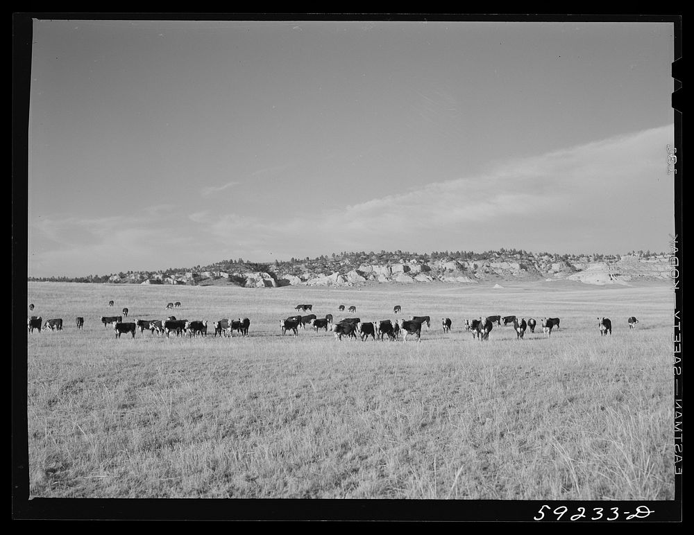 [Untitled photo, possibly related to: Cattle on the range. Near Buford, Wyoming]. Sourced from the Library of Congress.