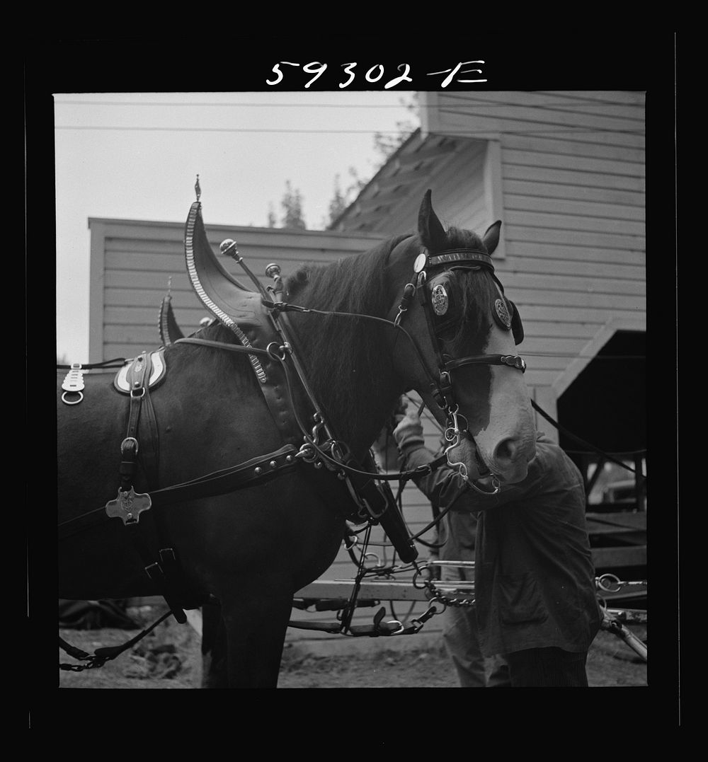 [Untitled photo, possibly related to: Anheuser Busch team at county fair. Mitchell, Nebraska]. Sourced from the Library of…