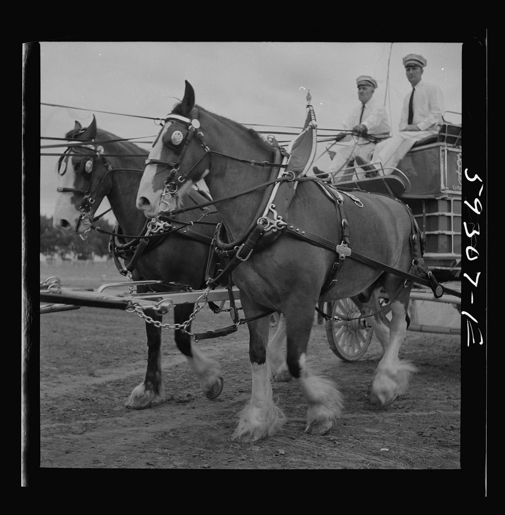 [Untitled photo, possibly related to: Anheuser Busch team at county fair. Mitchell, Nebraska]. Sourced from the Library of…