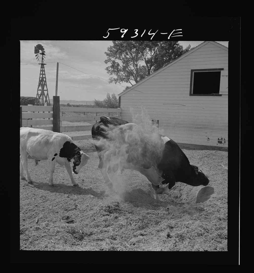 Purebred Holstein bull, belonging Scottsbluff Free Photo rawpixel