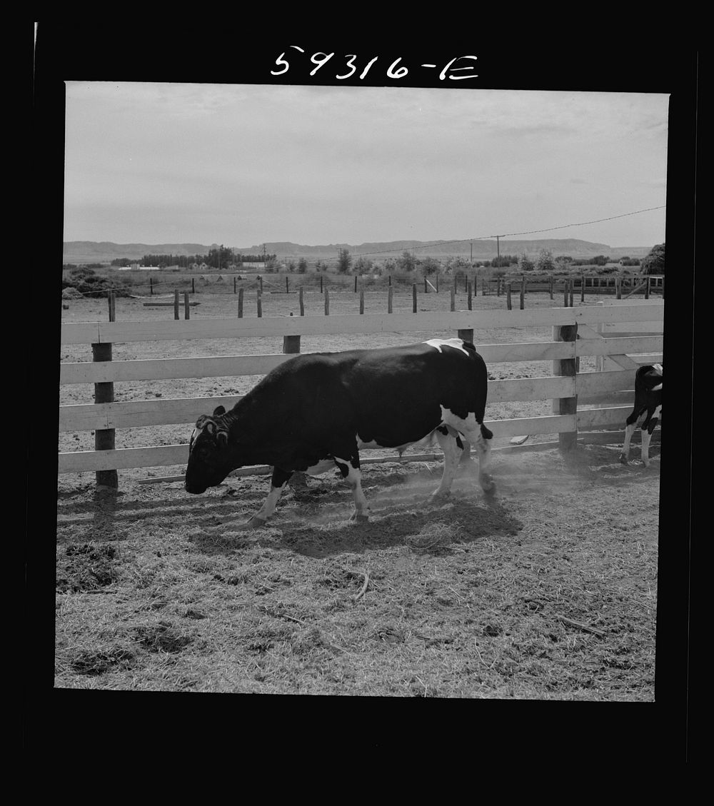 [Untitled photo, possibly related to: Purebred Holstein bull, belonging to Scottsbluff Farmsteads, FSA (Farm Security…