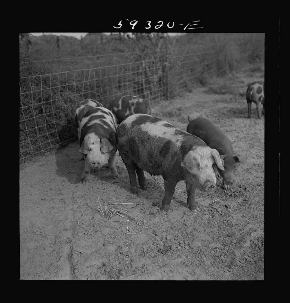 [Untitled photo, possibly related to: Pigs on Scottsbluff Farmsteads, FSA (Farm Security Administration) project. North…