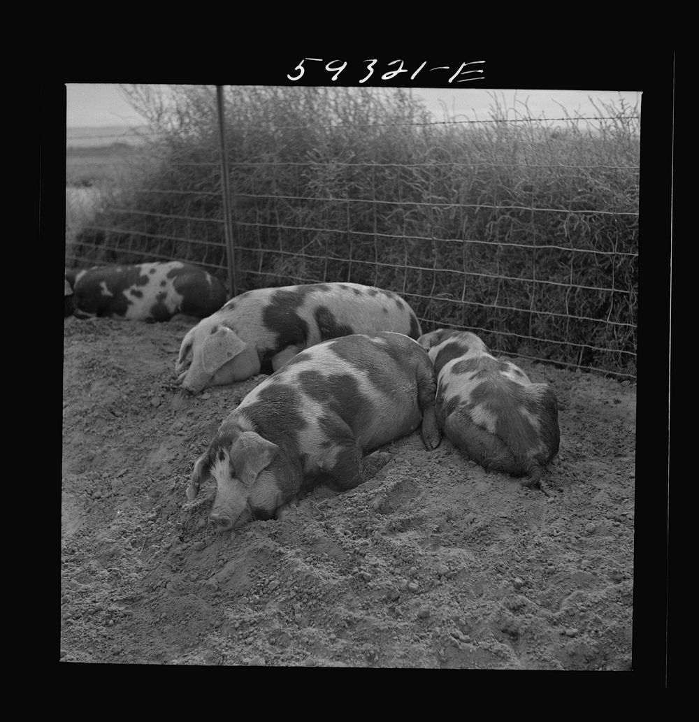 Pigs on Scottsbluff Farmsteads, FSA (Farm Security Administration) project. North Platte River Valley, Nebraska. Sourced…