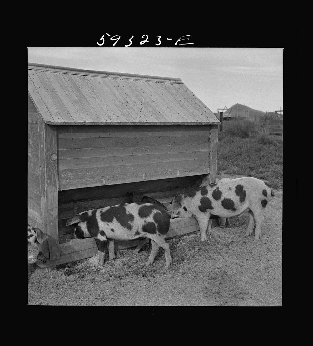 [Untitled photo, possibly related to: Pigs feeding on Scottsbluff Farmsteads, FSA (Farm Security Administration) project.…