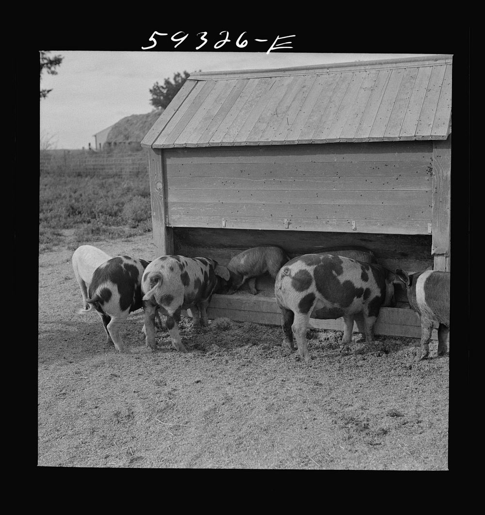 [Untitled photo, possibly related to: Pigs feeding on Scottsbluff Farmsteads, FSA (Farm Security Administration) project.…