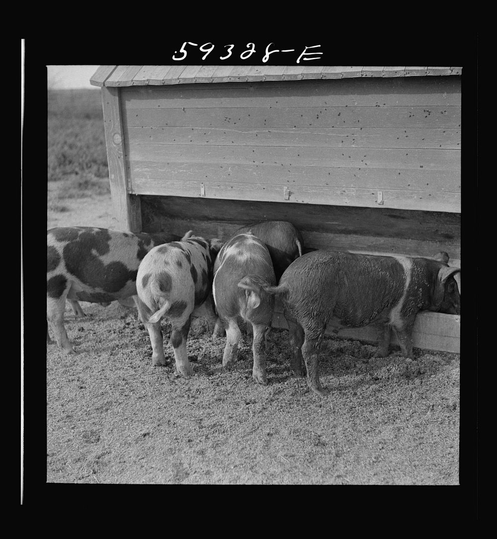 Pigs feeding on Scottsbluff Farmsteads, FSA (Farm Security Administration) project. North Platte River Valley, Nebraska.…