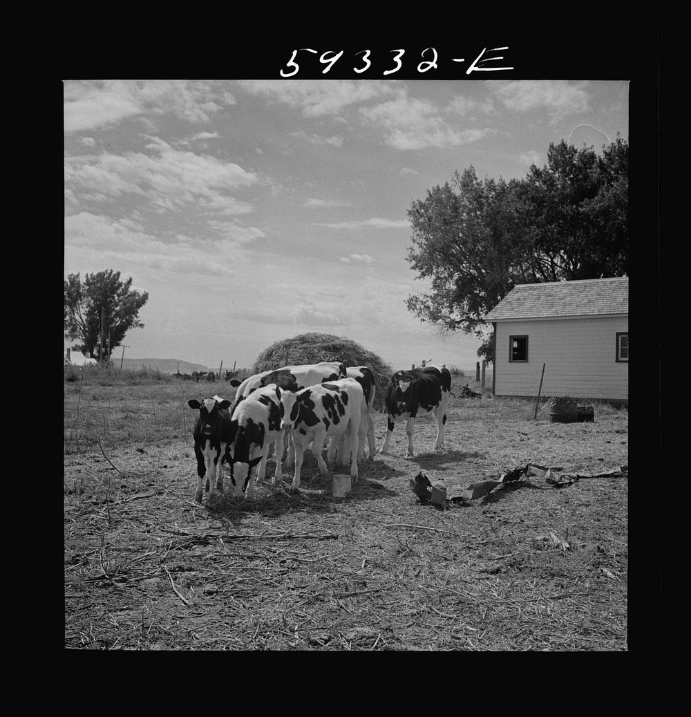[Untitled photo, possibly related to: Holstein calves raised on Scottsbluff Farmsteads, FSA (Farm Security Administration)…