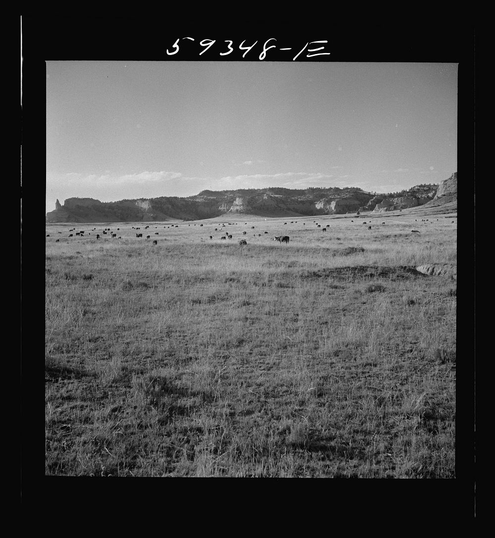 [Untitled photo, possibly related to: Hereford range cattle on grazing land. Near Scottsbluff Nebraska]. Sourced from the…