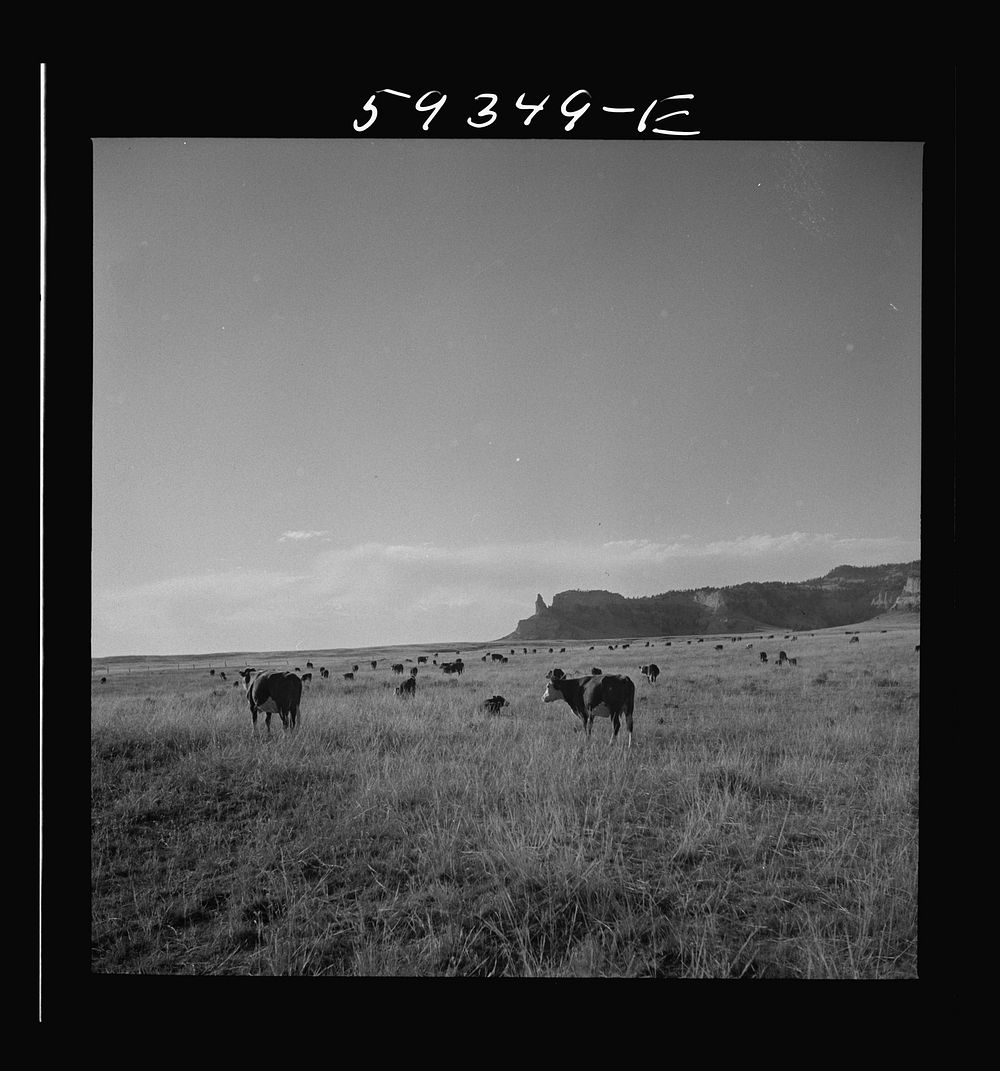 [Untitled photo, possibly related to: Hereford range cattle on grazing land. Near Scottsbluff Nebraska]. Sourced from the…