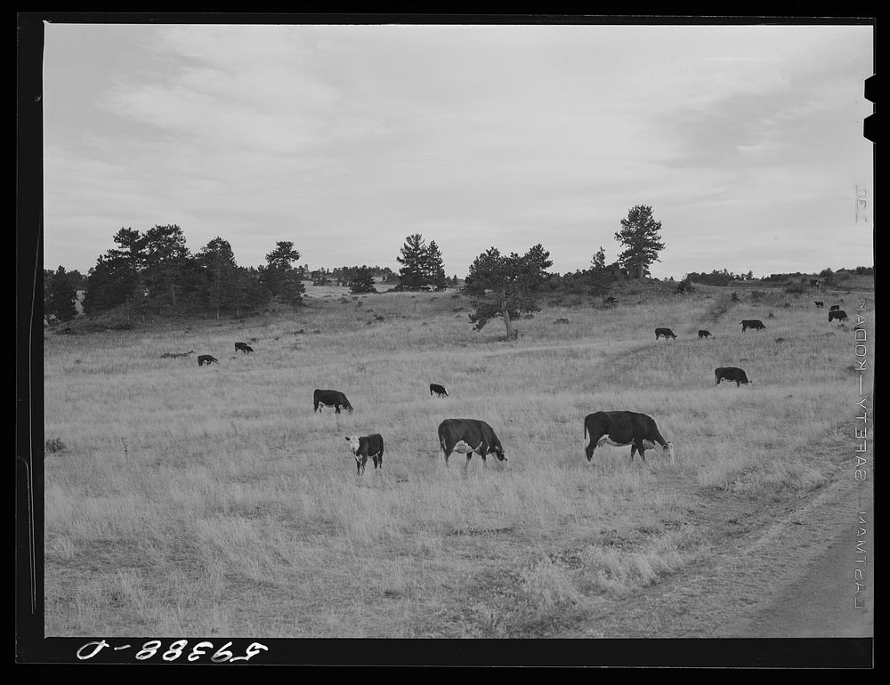 Hereford cattle grazing on ranch near Buford, Wyoming. Sourced from the Library of Congress.