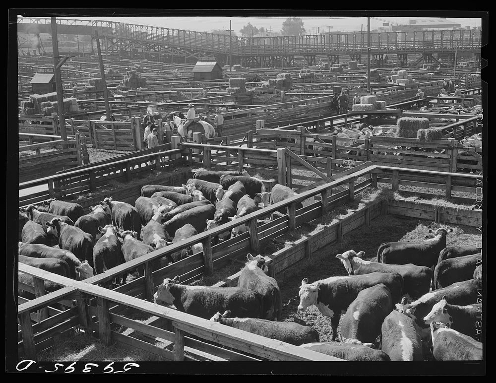 Cattle, mostly Herefords, for sale in Denver stockyards. Denver, Colorado. Sourced from the Library of Congress.