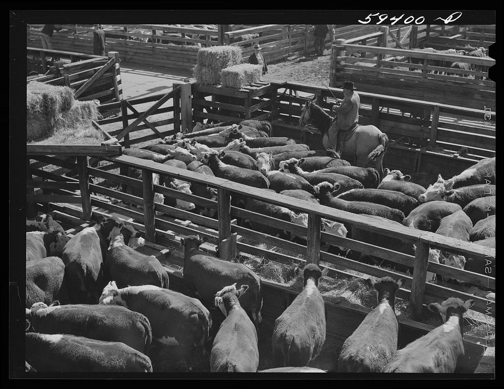 [Untitled photo, possibly related to: Cattle, mostly Herefords, for sale in Denver stockyards. Denver, Colorado]. Sourced…